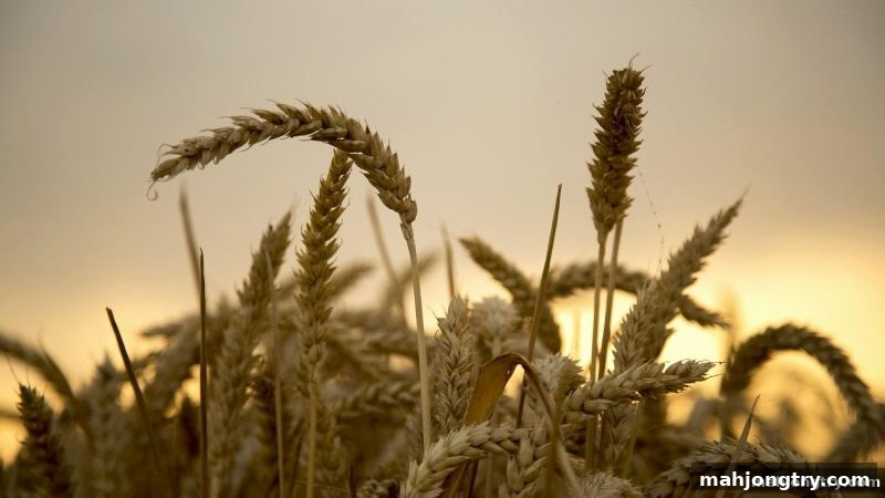 麻将胡了2试玩详解188金宝博新用户福利：从首存返利到万人推牌九实战指南